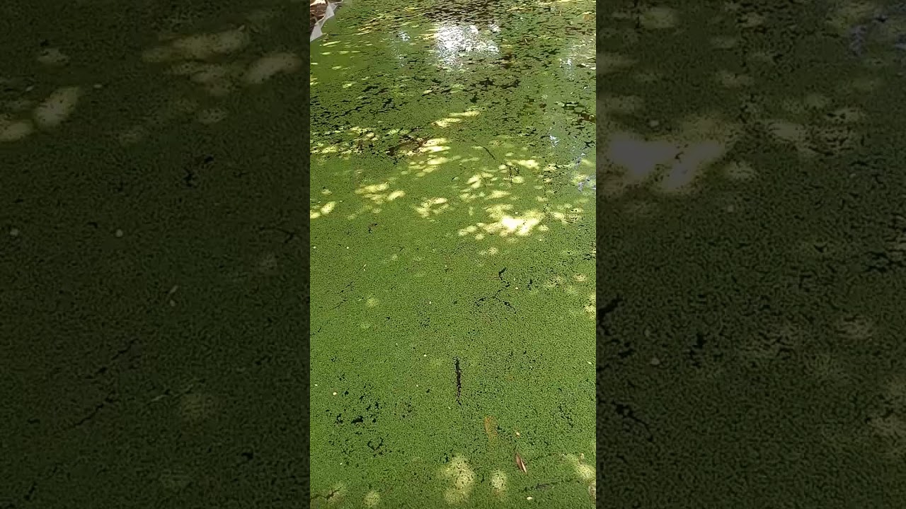 08033193602  How to grow Azolla in 15ft by 30ft Azolla pond in Nigeria