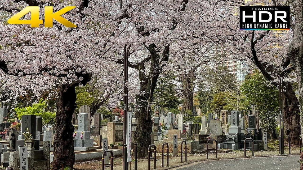 🌸 [4K HDR] Wonderful Sakura Flowers At Yanaka Cemetery | Cherry Blossom Spot In Tokyo 😍
