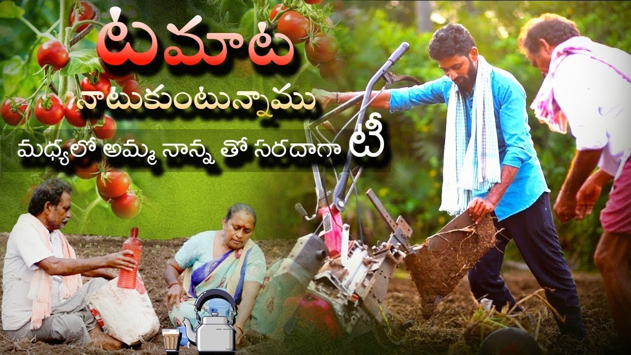 టమాట నారు నాటుకునే విధానం #sowing tomato plants in agriculture feild.