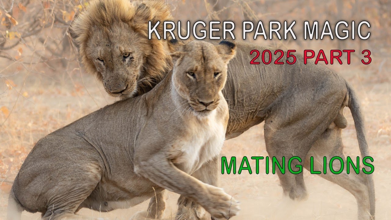 KRUGER MAGIC AUG-SEPT 2025 PART 3