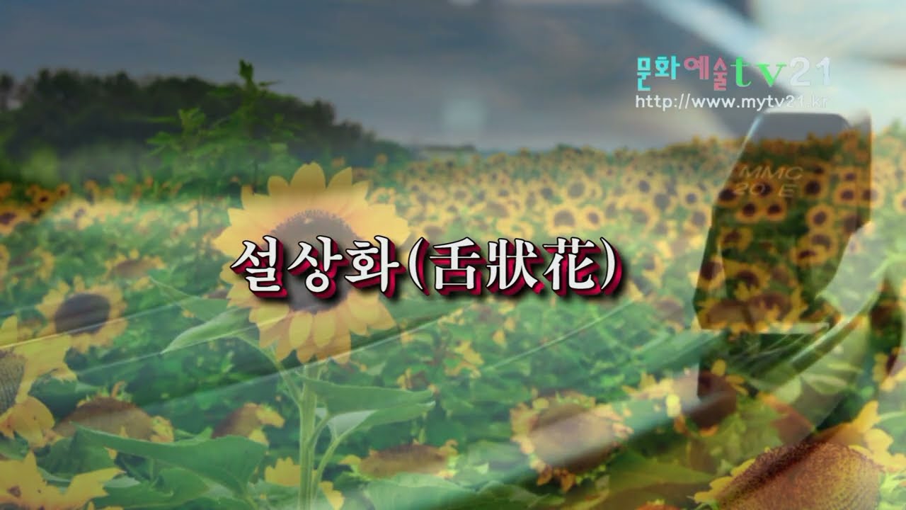 설상화, 舌狀花 1