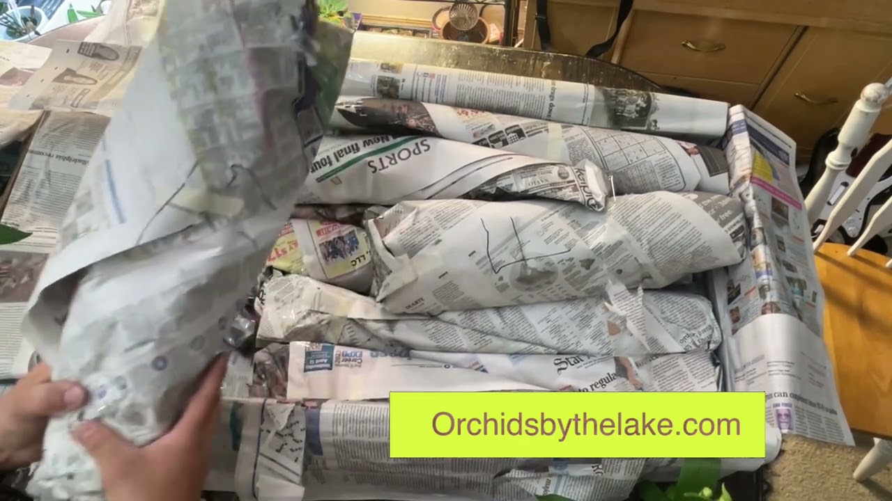 Unboxing Orchids for sale! Carmela Orchids Huge Box!