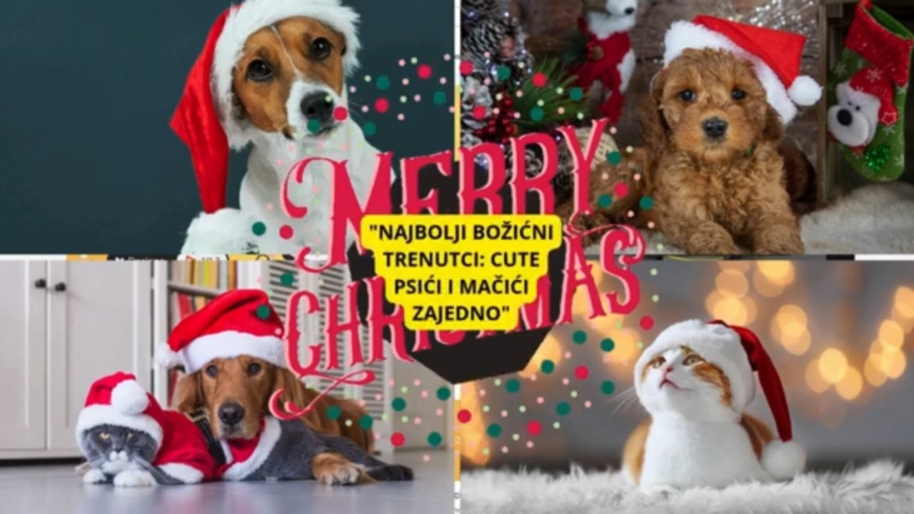"Best Christmas Moments: Cute Puppies and Kittens Together"