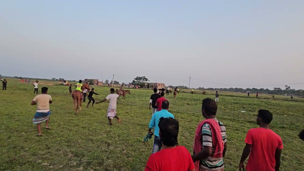 ঘোড়া