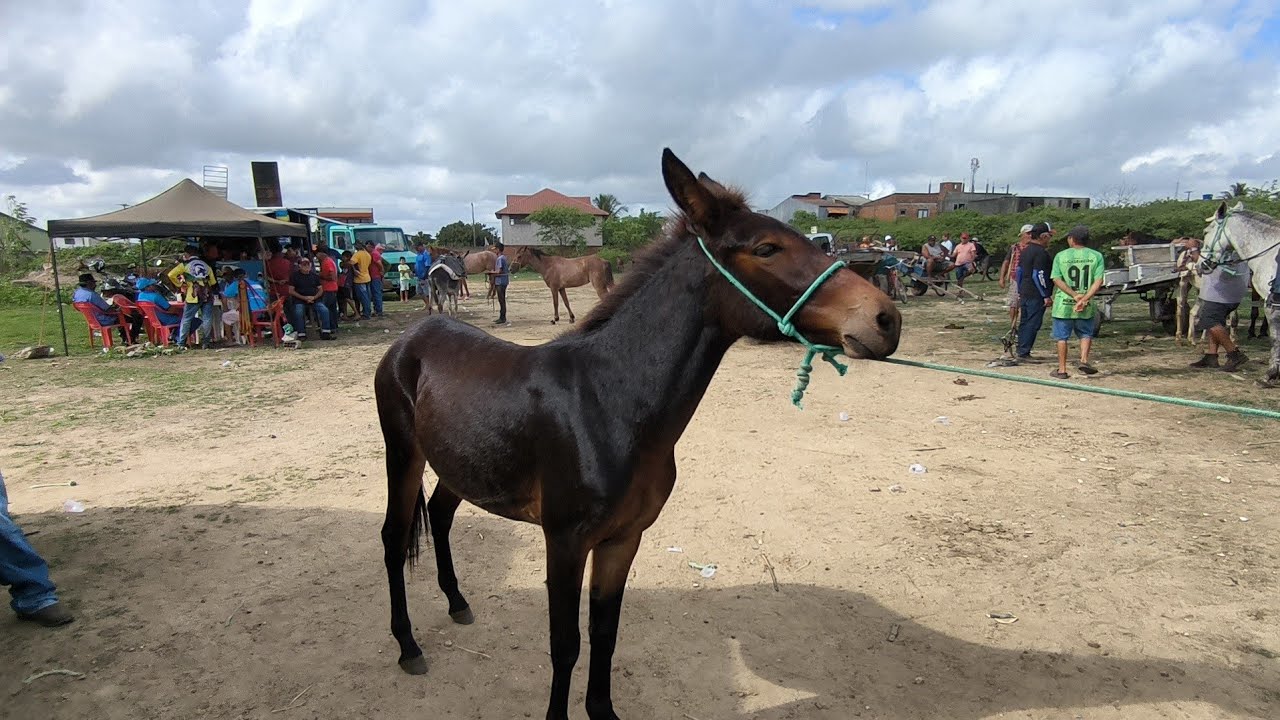 FEIRA DO CAVALO DE CAMPINA GRANDE-PB QUARTA FEIRA 