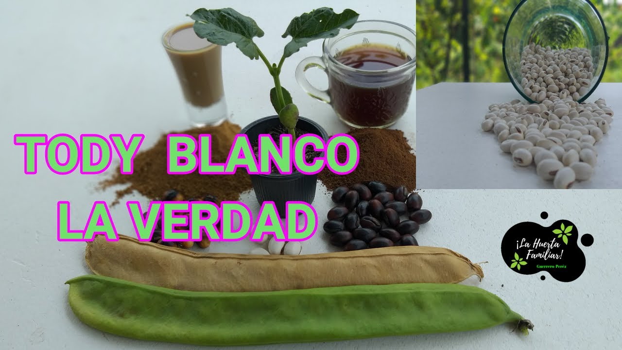 COMO HACER TODY Y CAFÉ  DE FRIJOL BLANCO ? SU PREPARACIÓN COMO TODY Y CAFÉ  
