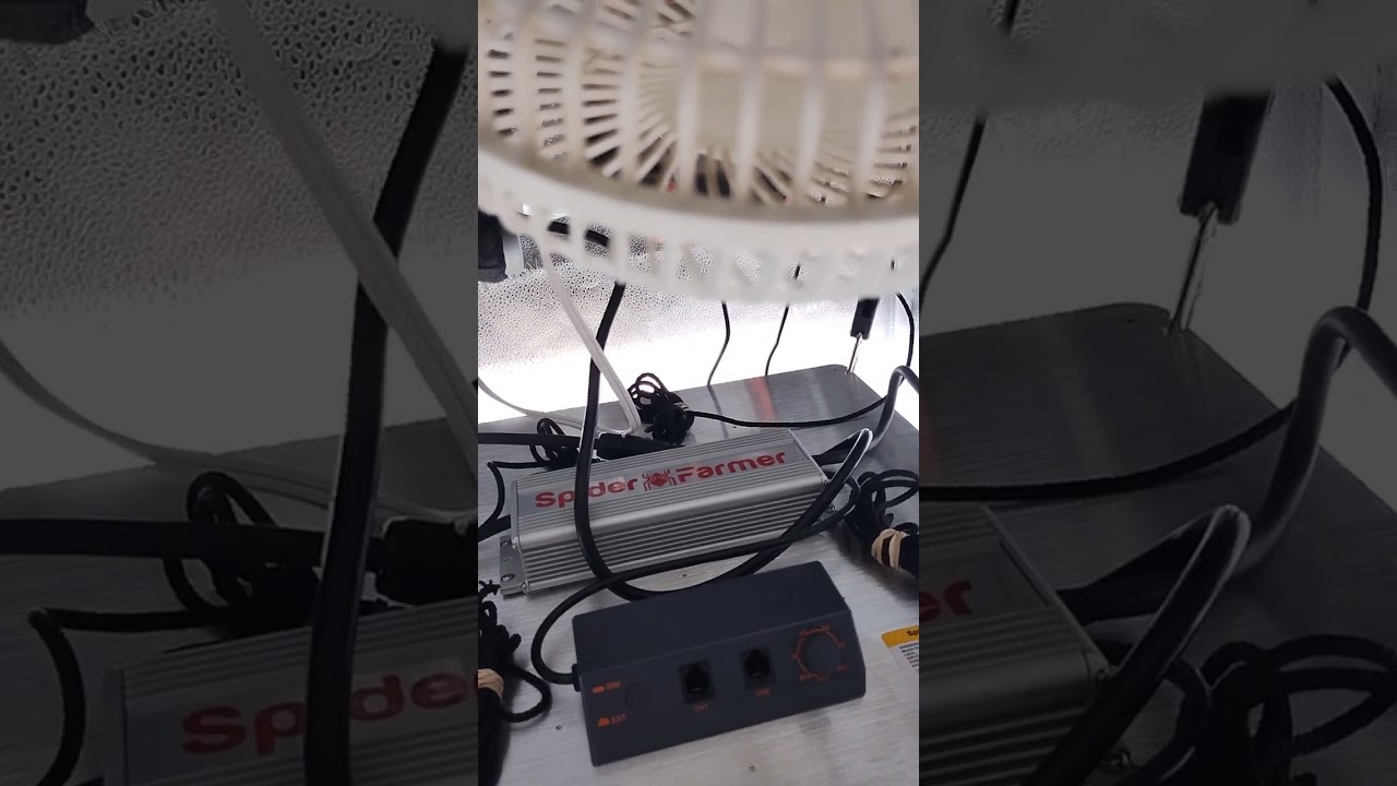 spider farmer SF2000 Pro Evo LED light hooked up in the tent