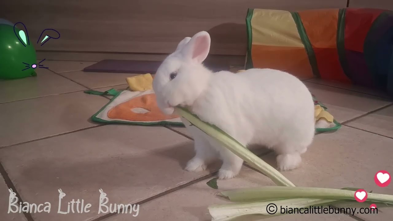 Due Conigliette Nane Mangiano Insieme e si Divertono | Momento Dolce e Allegro