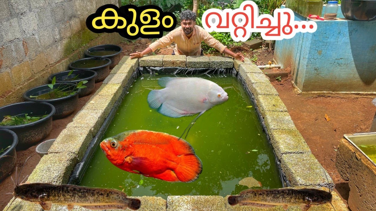 വളർത്താൻ പാടില്ലാത്ത ഭീകര മീനുകൾ ഉള്ള കുളം വറ്റിച്ചു...😱 | monster fish tank | african mushi
