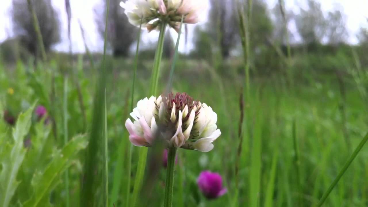 White Clover (Trifolium Repens) - 2012-05-18