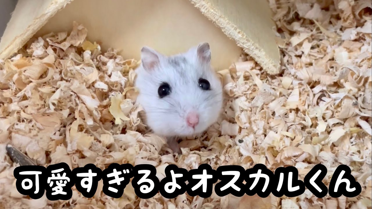 オスカルくんの成長記録【ジャンガリアン】