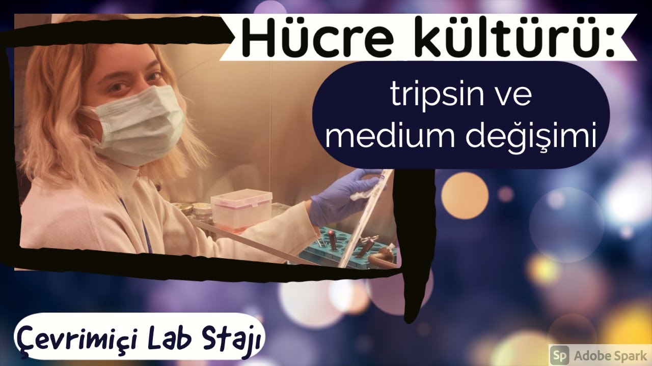 Hücre kültürü: tripsin ve medium değişimi