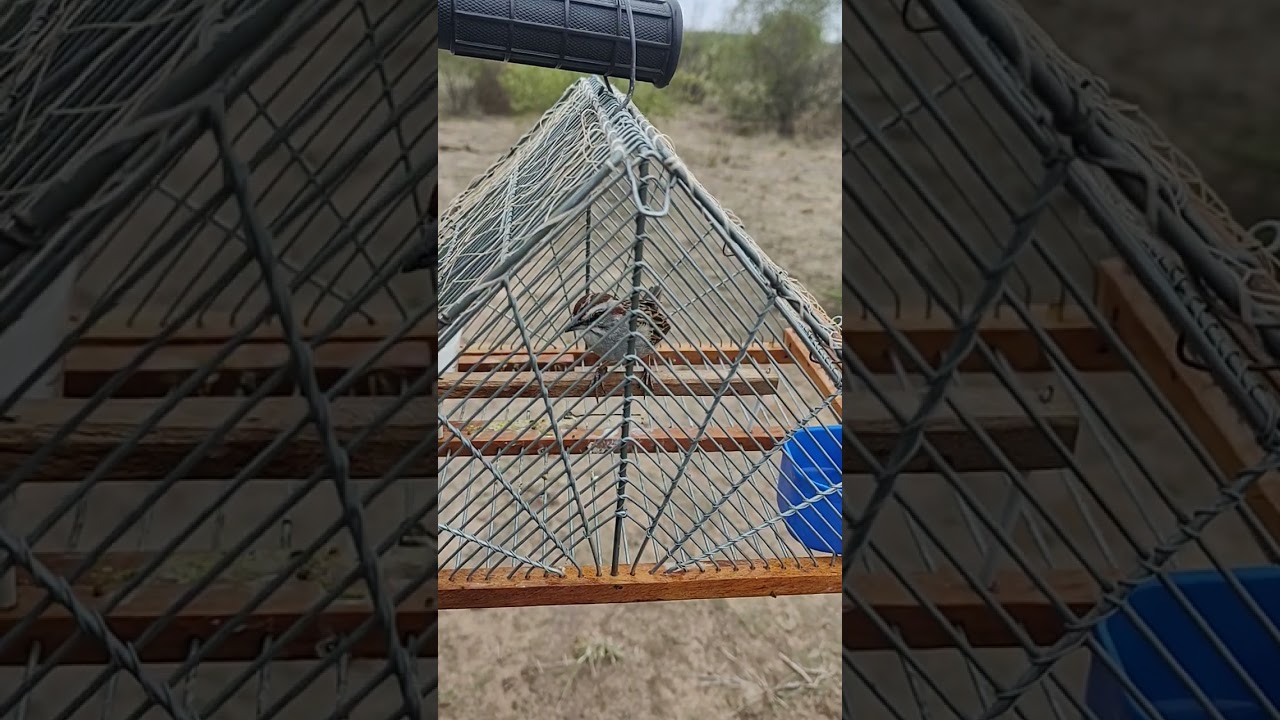 mi campanita llamadora 