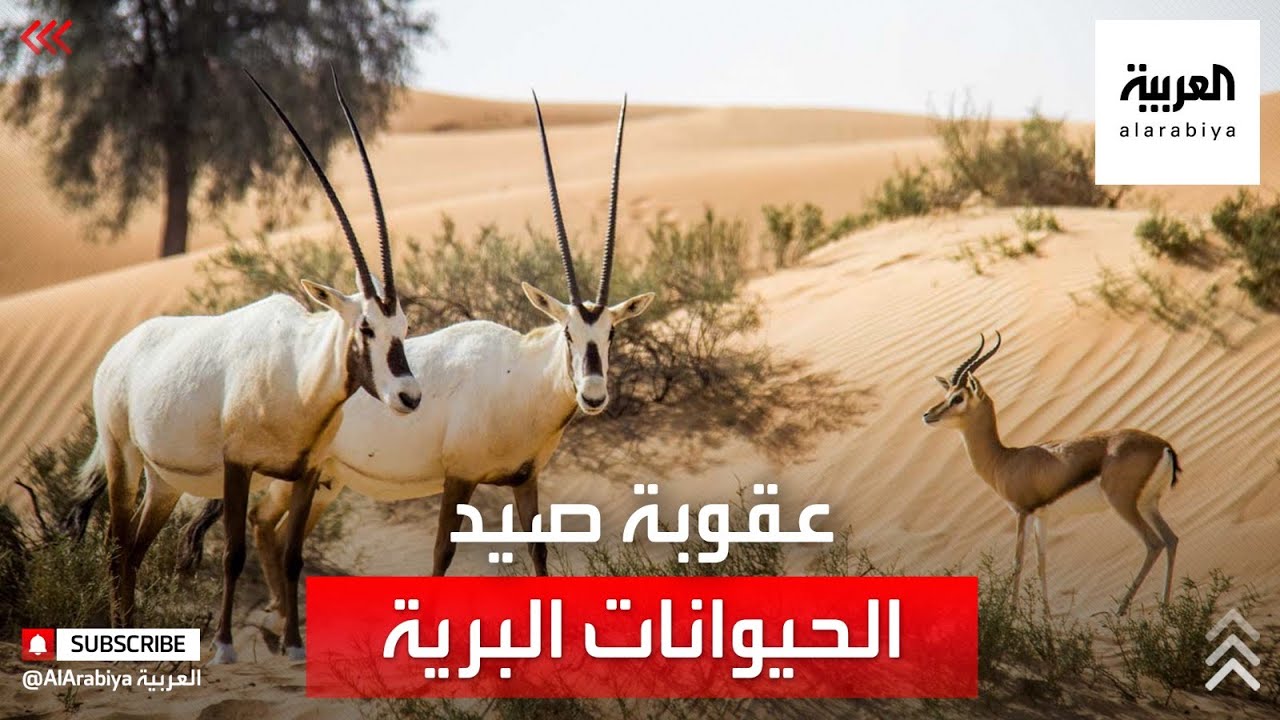 نشرة الرابعة | شاهد.. آلية تطبيق عقوبات صيد الحيوانات البرية في السعودية