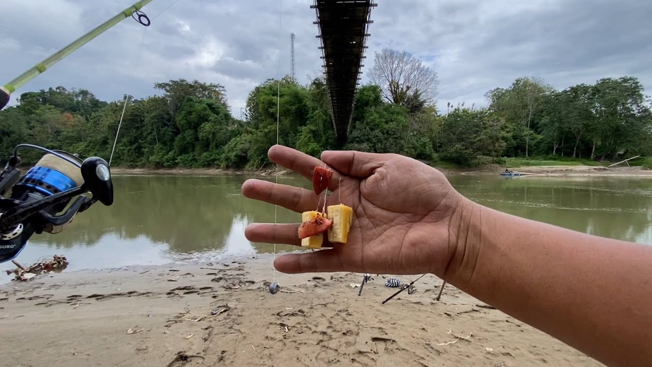 🔴ALHAMDULILLAH 😁 Gagal Boncos Gara-Gara Umpan Ini..!!?