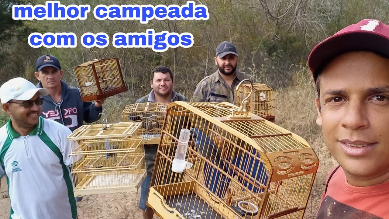 levei o azulão asa branca para testar com 4 azulõe. campeada incrível