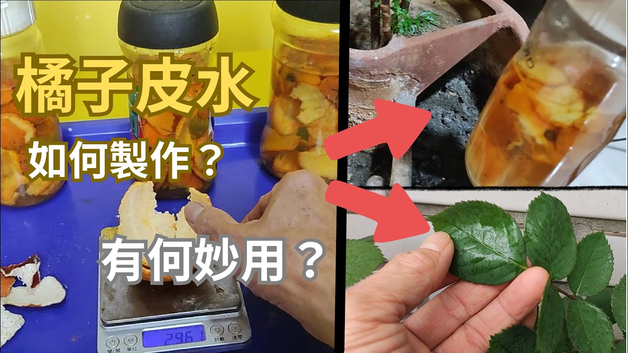 橘子皮水如何製作？在養殖花卉上有何妙用？