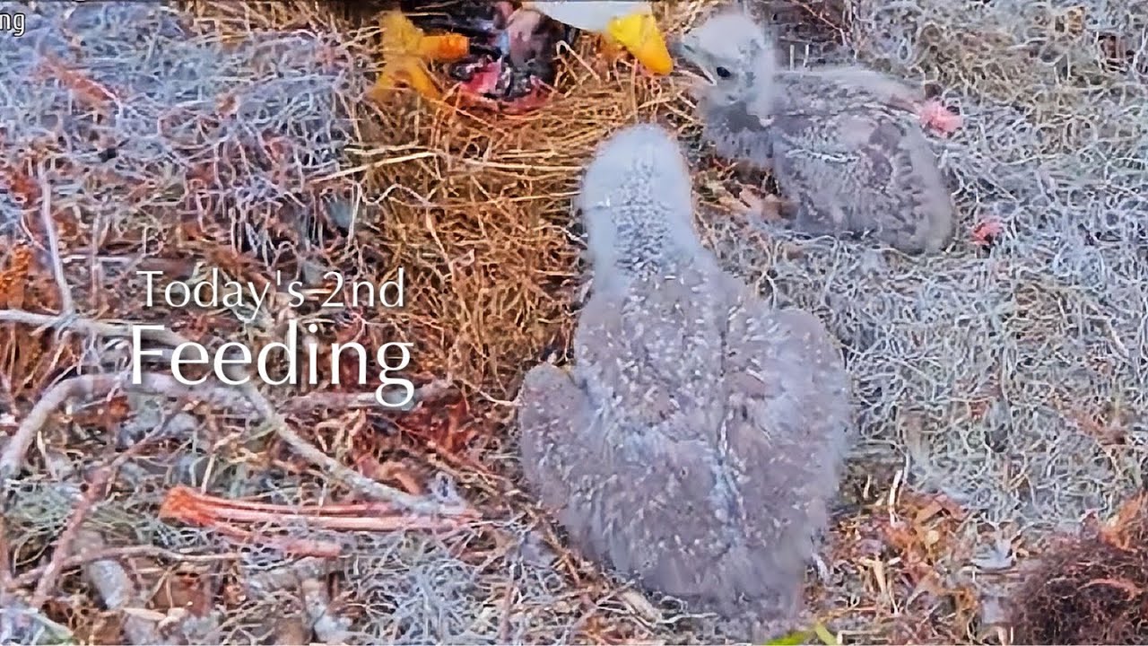 #132🦅🐥22°🐥17°／Winter Park Eagle Nest 2026／Against All Odds:One-Eyed Mom／by Winter Park Eagle Cam