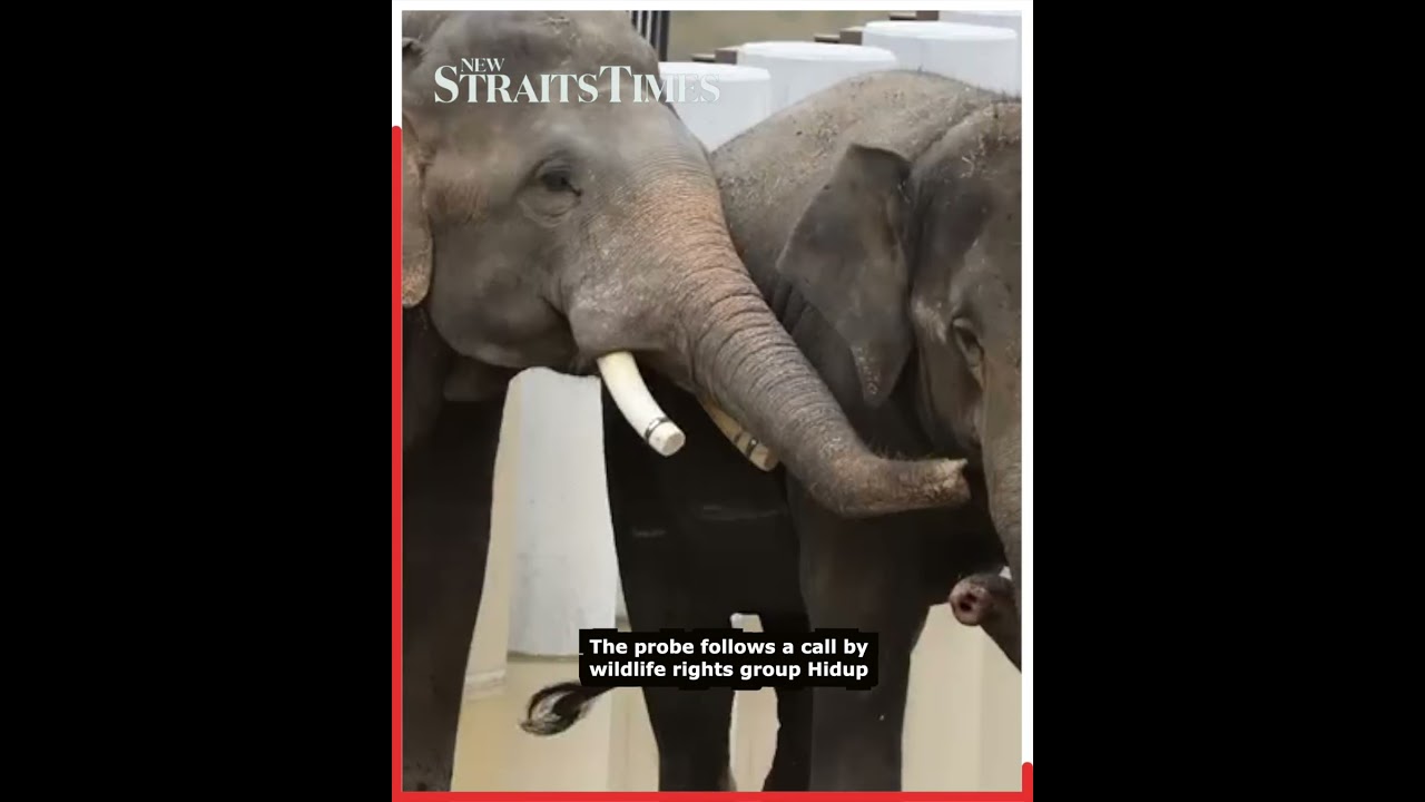 MACC probes transfer of three Zoo Taiping elephants to Japan