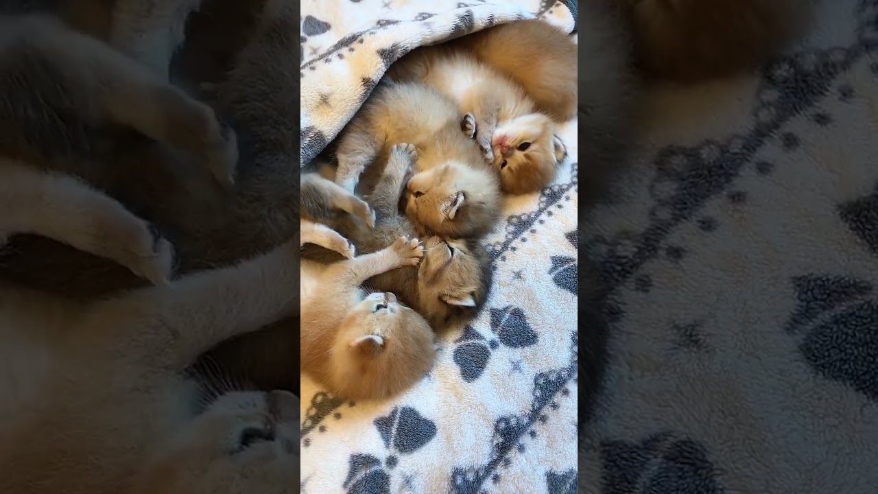 funny cats video 2021  The biggest collection of funny cat clips  # 319