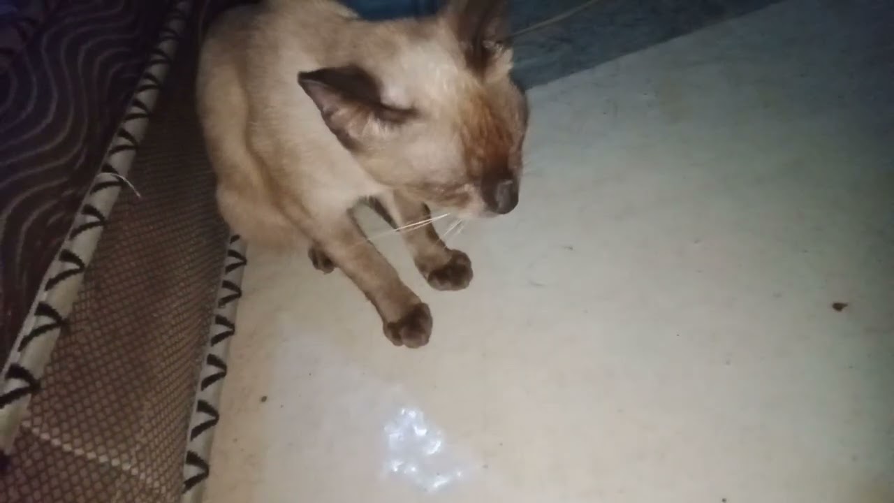 kenapa kucing batuk seperti tersedak