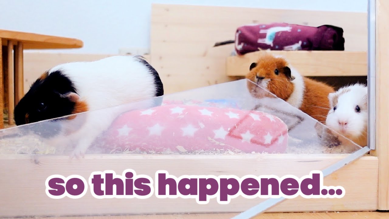 I Left My Guinea Pig Unsupervised & This Is What Happened