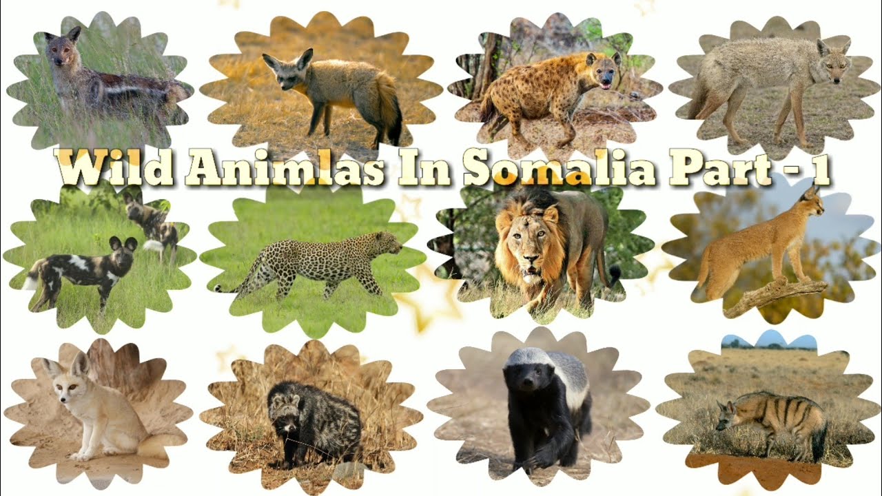 Wild Animals In Somalia | Part   1