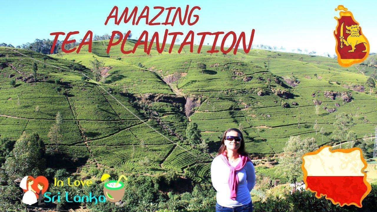 🇱🇰Sri Lankan Tea Estate I Best Tea Ever