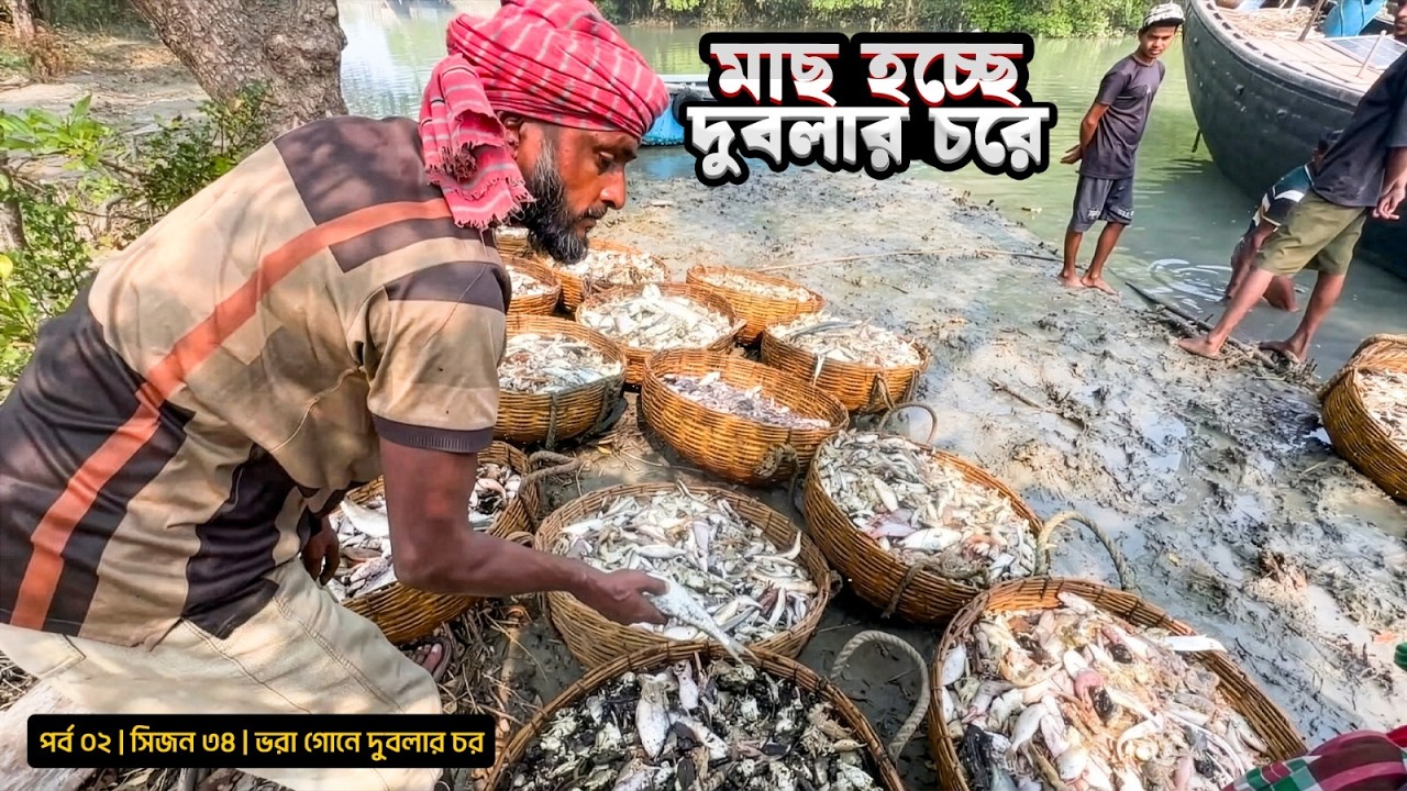 অনেক মাছ দুবলার চরে | সিজন ৩৪ | পর্ব ০২ | ভরা গোনে দুবলা | Belayet Sarder | Mohsin ul Hakim