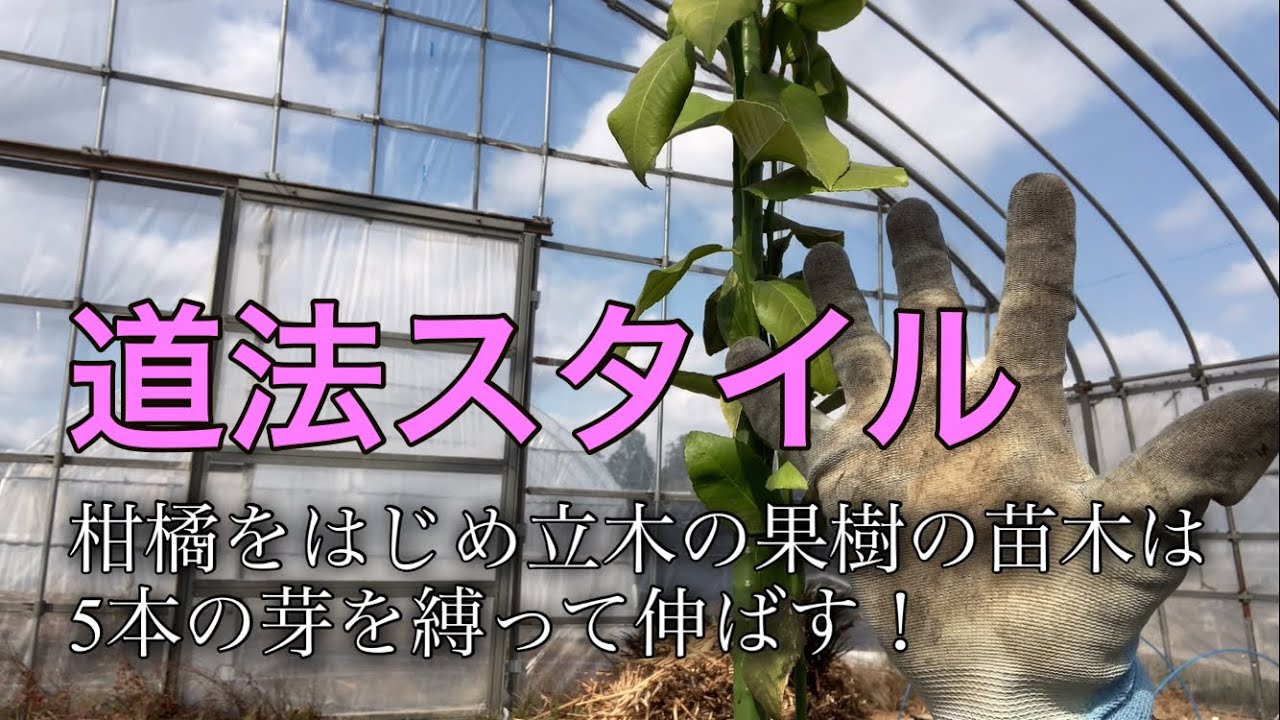 ⑧【道法スタイル】二年目の苗木の剪定2023.4.9