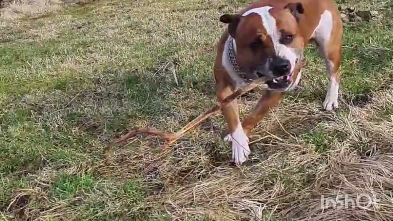 Jack Russell puppy & English Staffy 