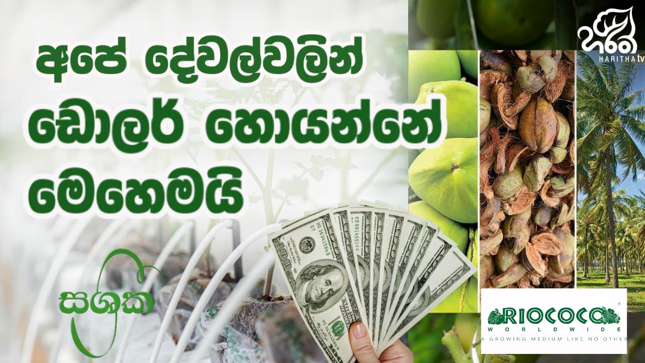 ජාත්‍යන්තරය ජයගත් ශ්‍රී ලංකික කෘෂි සන්නාමය | RIOCOCO LANKA (PVT) Ltd | Haritha TV 👨‍🌾🚜🌾