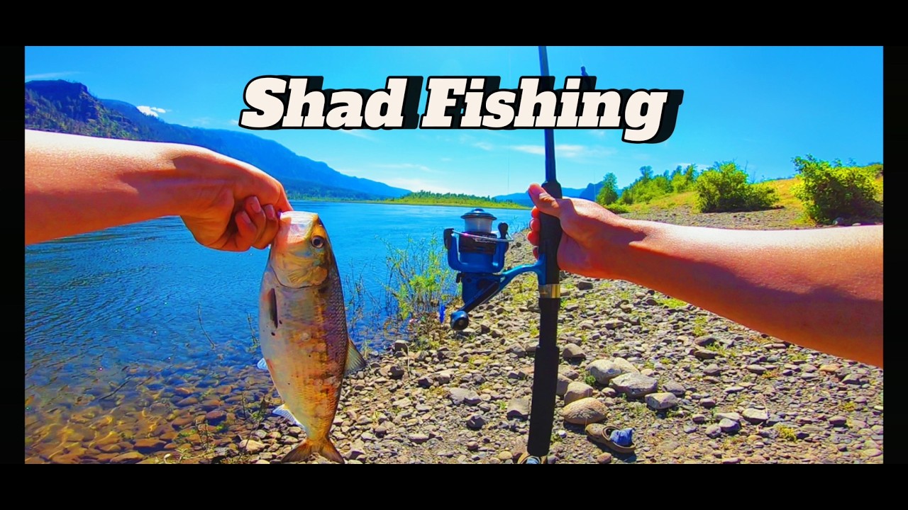 Bonneville Dam Shad Run | Bank Fishing The Pacific Northwest