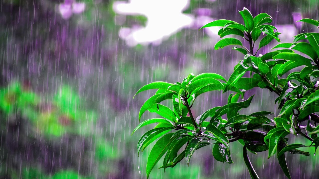 15 Minutes Rain in Forest for Sleep & Relax