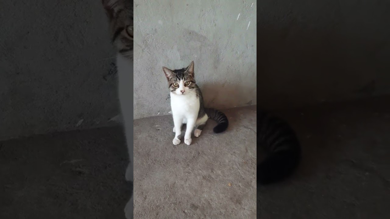 Zeca, o gato 🐱 antecioso.