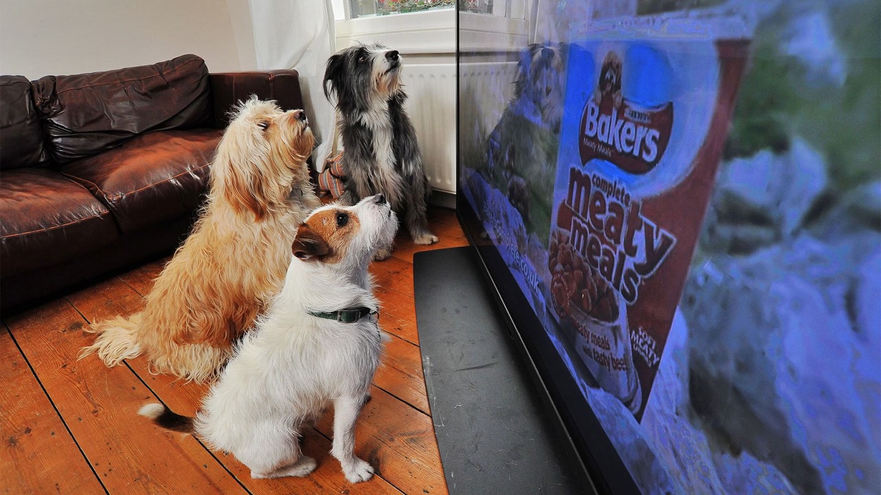 Dogs Watching TV Like Humans 📺🐾