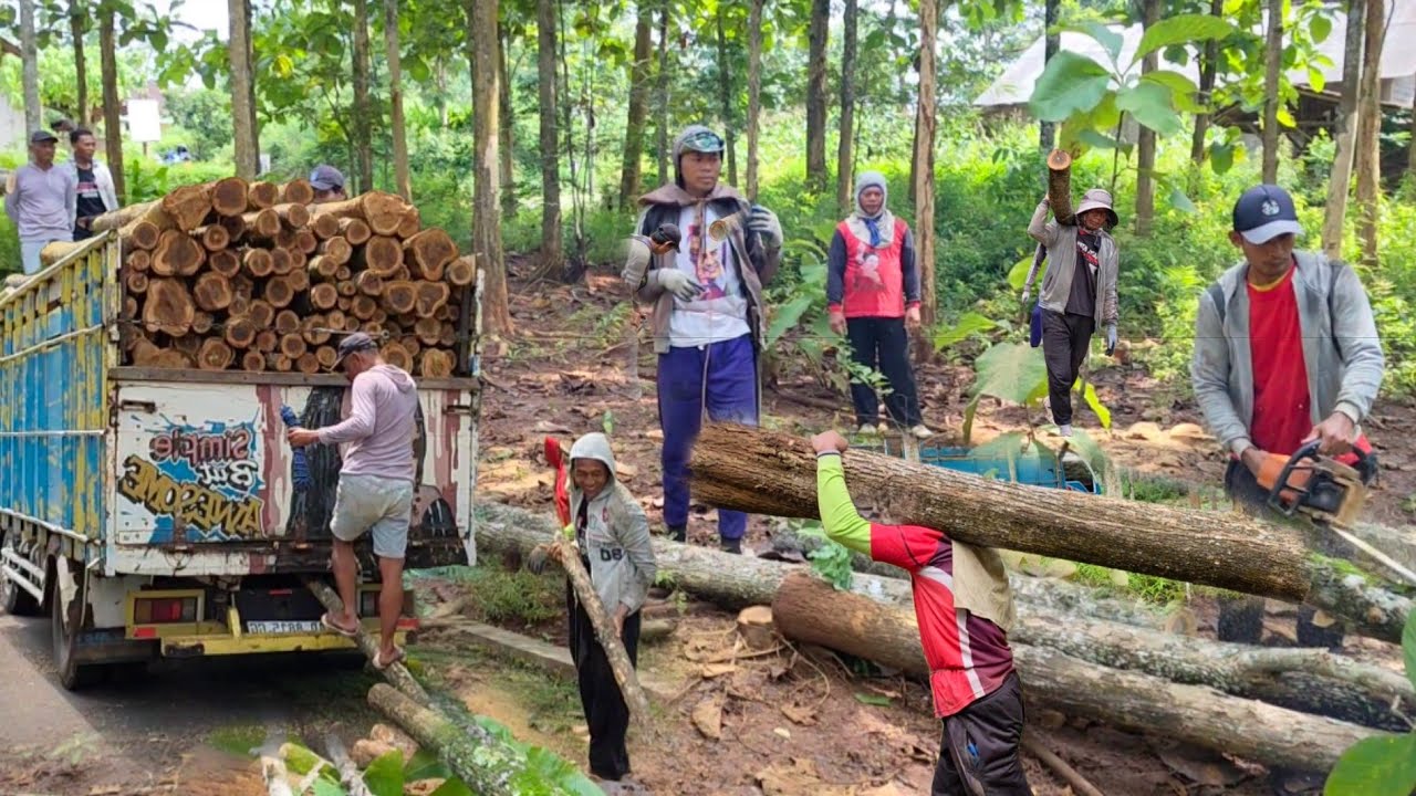 mengawali tebang kayu jati ratusan pohon,di mulai  dari yang kecil kecil langsung di muat ke truk