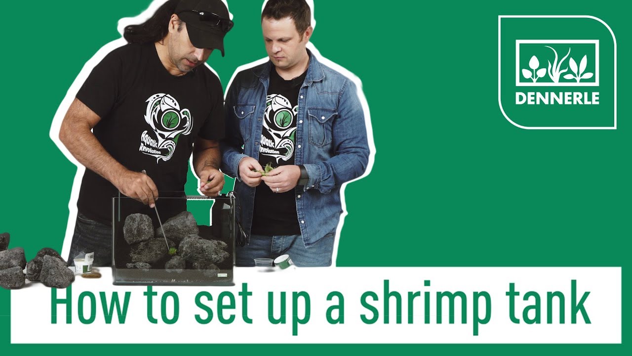 How to set up a shrimp tank! | Sharkbite #001| DENNERLE