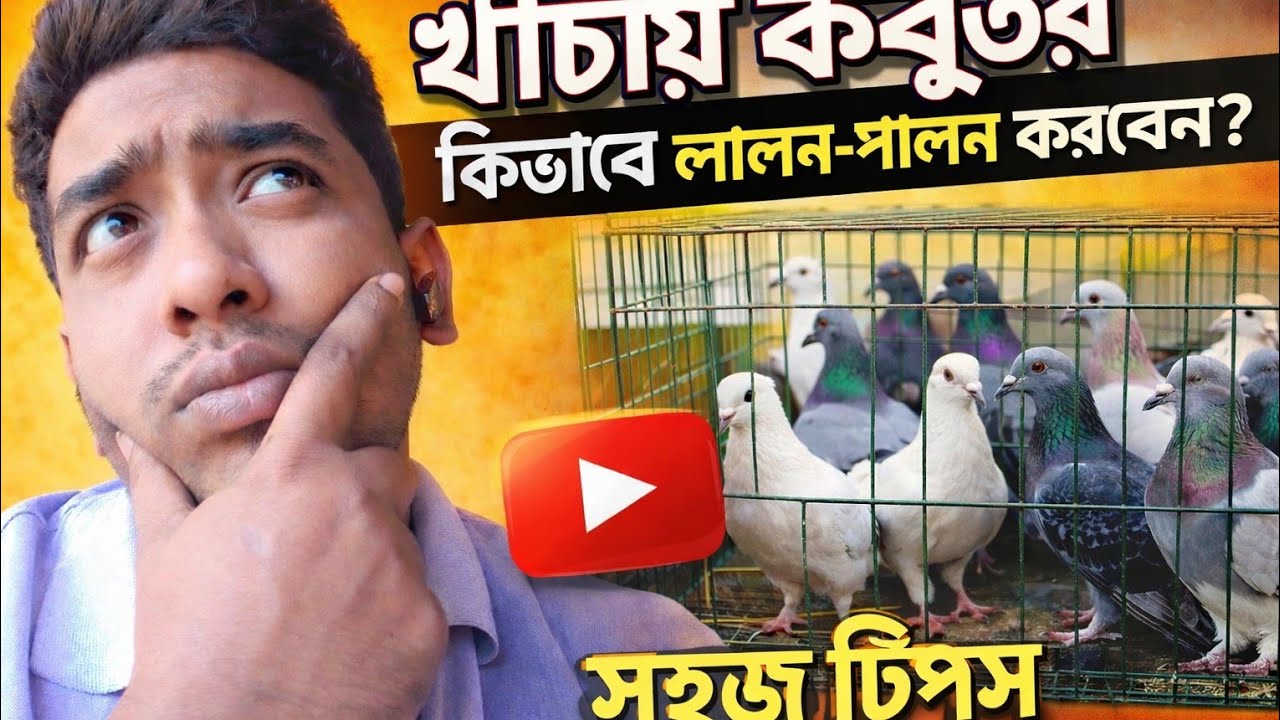খাঁচায় কবুতর লালন-পালন | How to Raise Pigeons in a Cage