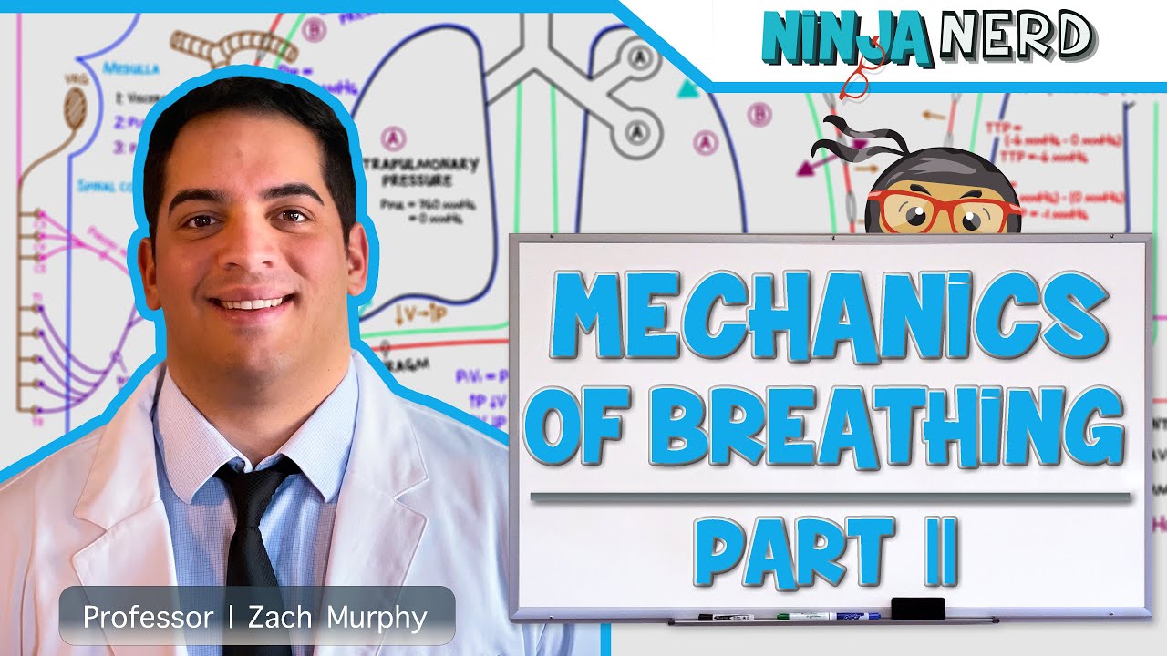 Respiratory | Mechanics of Breathing: Inspiration | Part 2
