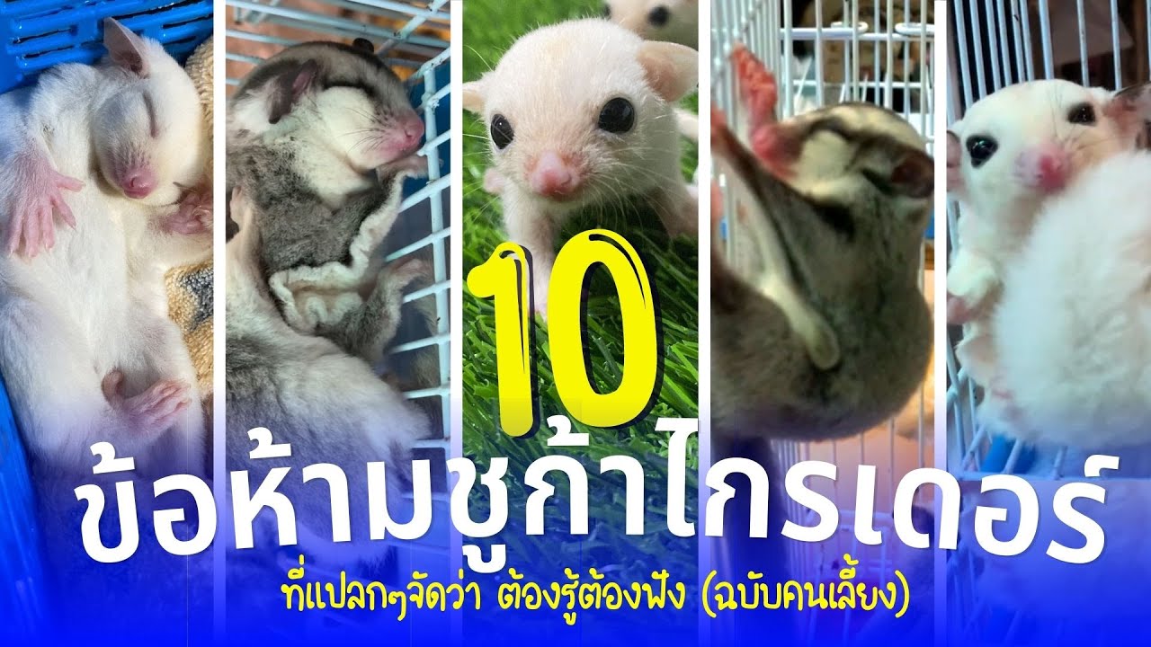 10 ข้อห้ามชูการ์ไกรเดอร์ ชูก้า ที่แปลกๆจัดว่าต้องรู้ ต้องฟัง?! (ฉบับคนเลี้ยง)