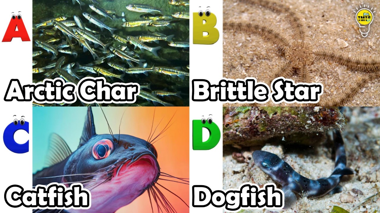 Cute ocean animals | ABC phonics animals | ABC Sea Animals song | English and Animals for Kids