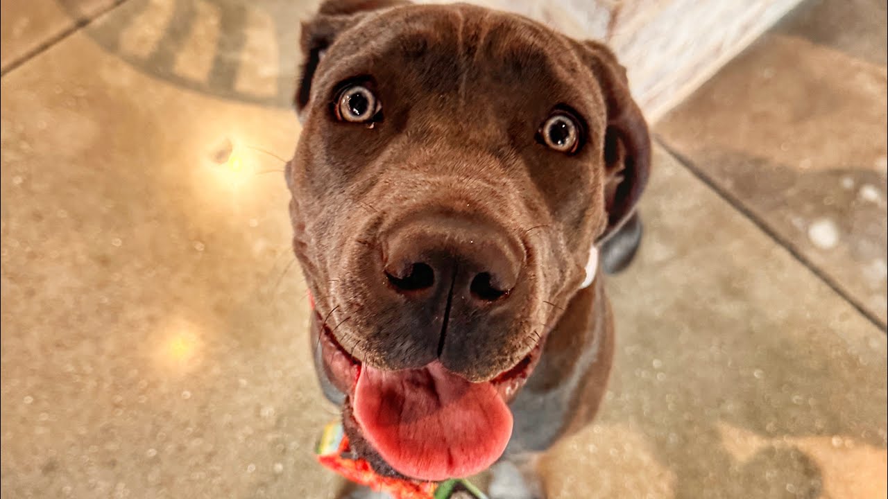 JUNIPER | 6 MTH CANE CORSO | SO MUCH PUPPY ENERGY 