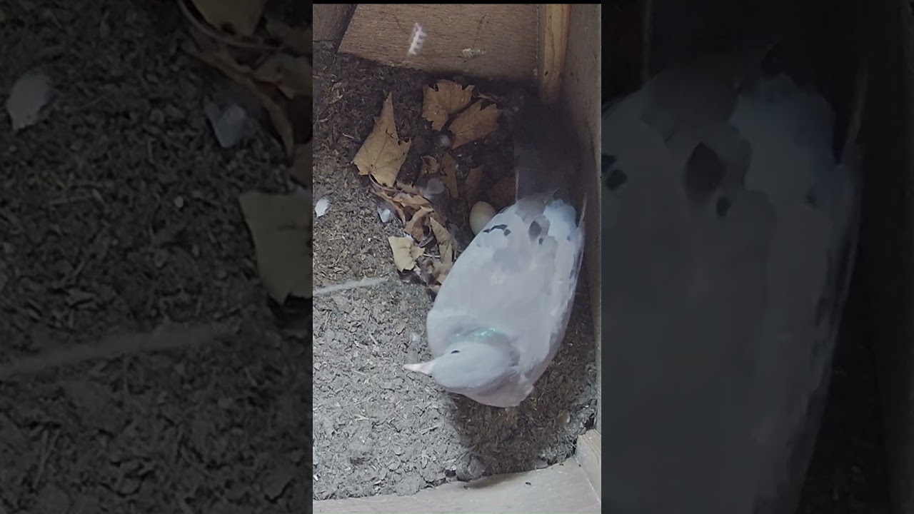 Stock Dove Update #bird #barnowl #birdwatching #dove