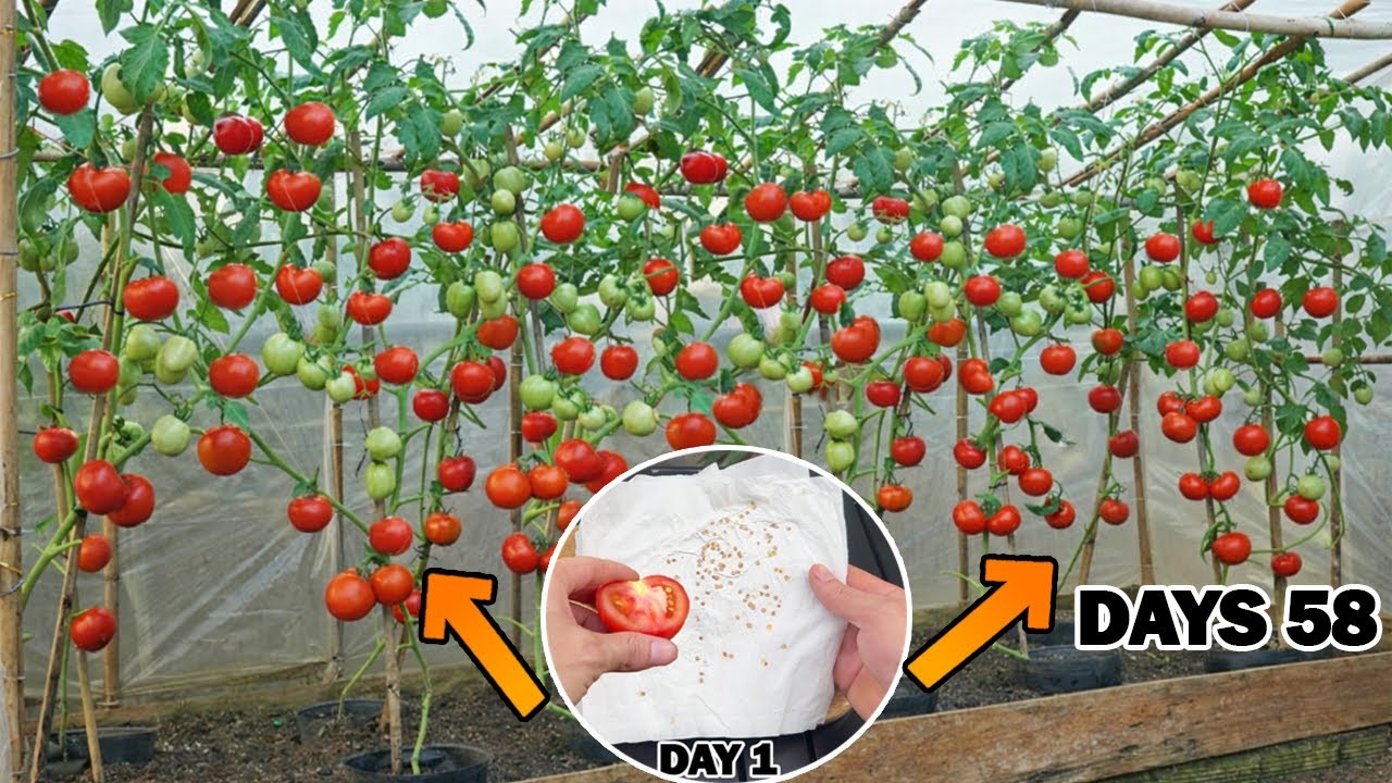 I Grew Tomatoes from a Store-Bought Tomato – This Happened in 40 Days