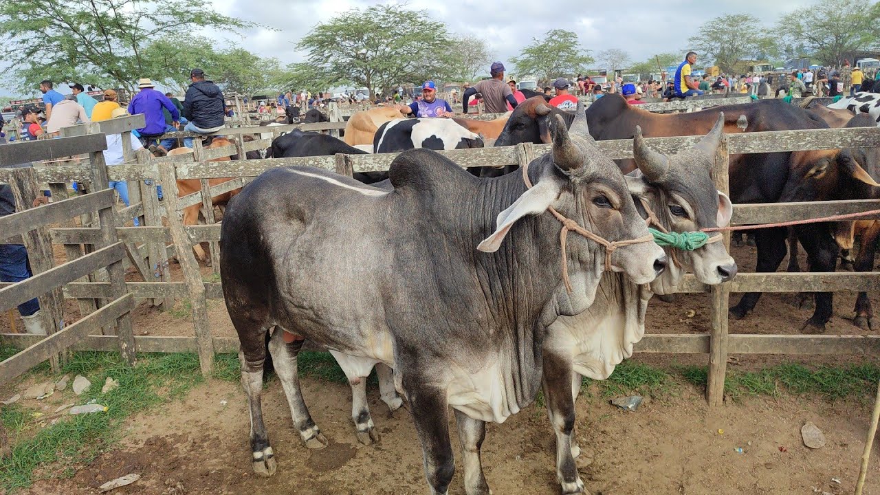 Feira de gado de Cachoeirinha-PE 19/02/26