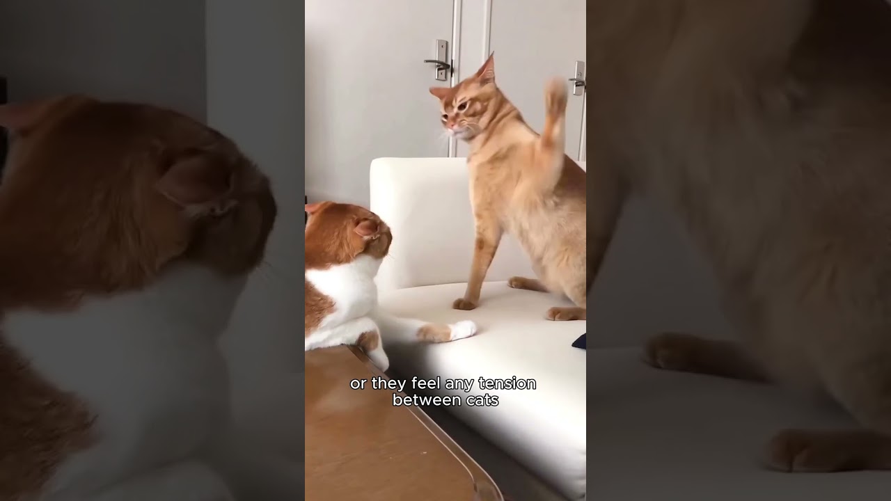 What is cat pheromone?