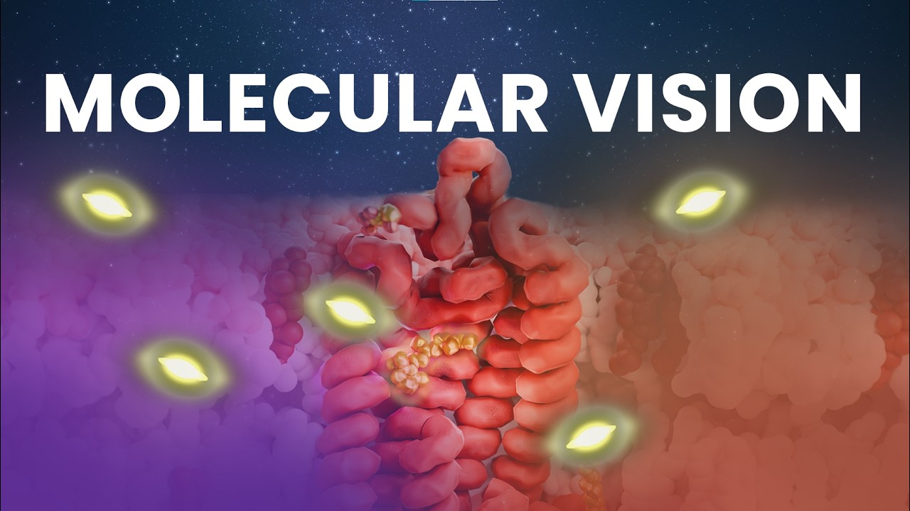 Where the Light Touches Your Eyes｜Phototransduction and Rhodopsin