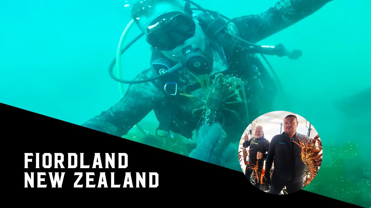 Diving for Crayfish in Doubtful Sound, Fiordland, New Zealand!