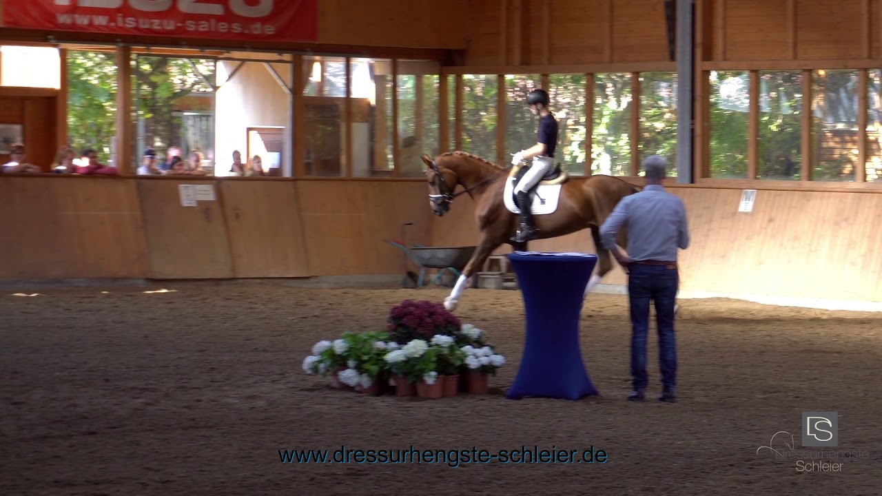 Sportpferde von Dressufhengste Schleier | Fandango